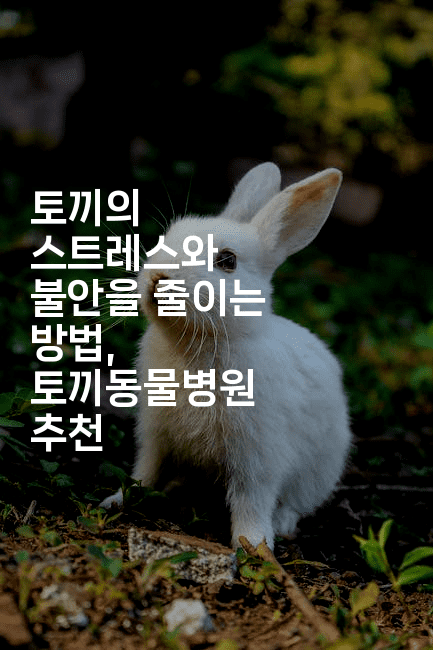 토끼의 스트레스와 불안을 줄이는 방법, 토끼동물병원 추천-레어라이프