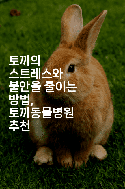 토끼의 스트레스와 불안을 줄이는 방법, 토끼동물병원 추천2-레어라이프