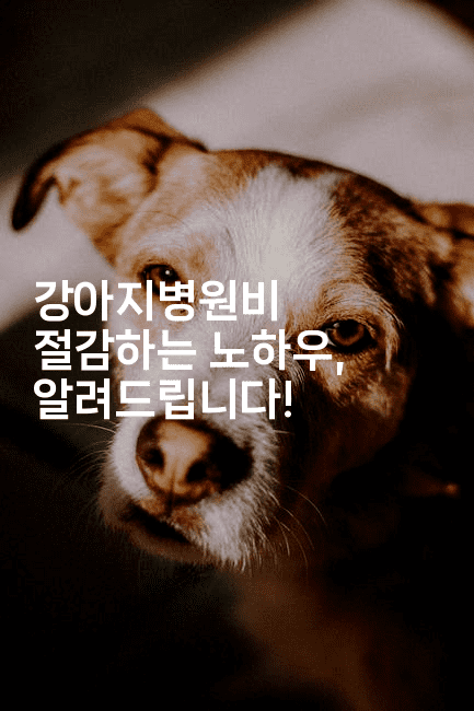 강아지병원비 절감하는 노하우, 알려드립니다!