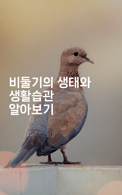 비둘기의 생태와 생활습관 알아보기2-레어라이프