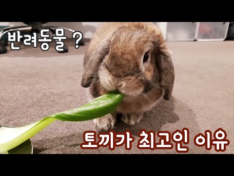 토끼가 반려동물로 최고인 이유 Why rabbits are the best pets