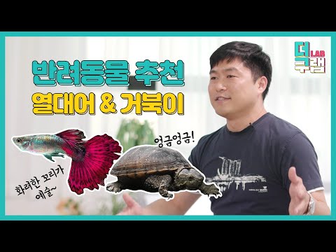 반려동물 추천! 열대어&거북이 키우기 꿀팁 [더쿠랩]