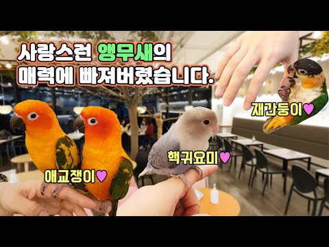 강아지 고양이 못지 않은 교감능력을 보여주는 평생 반려동물 앵무새들의 매력에 빠져봅시다! [TV생물도감]