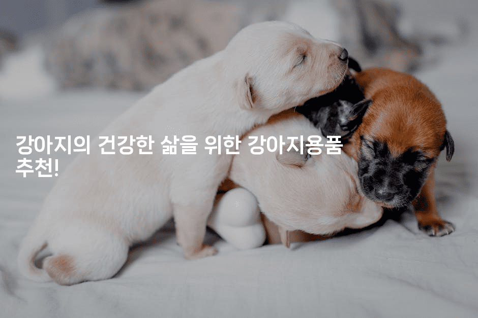 강아지의 건강한 삶을 위한 강아지용품 추천!2-레어라이프