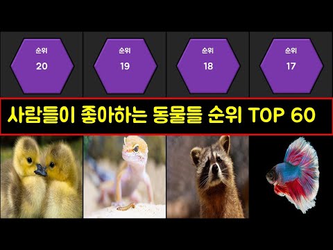 사람들이 좋아하는 동물 순위 TOP60