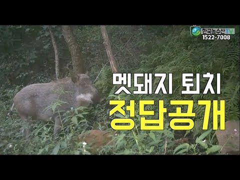 [한국농수산TV]IoT를 활용한 멧돼지퇴치 작전 in 경기도 광주시 남한산성면