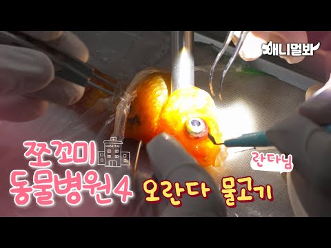 [쪼동4] 내원 환자 : 오란다 물고기 란다님ㅣ[Animal Hospital for Tiny Animals Season 4] Oranda Randa