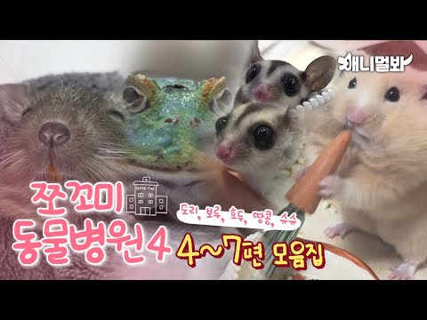 [쪼꼬미 동물병원 시즌4] 내원 환자 모음집 Part.2 4~7편ㅣ[Animal Hospital for Tiny Animals 4] Compilation of Ep 4 to 7