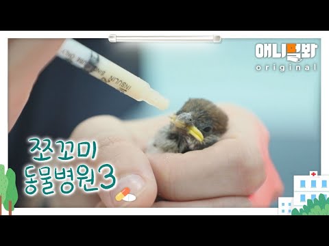 쪼꼬미 동물병원 시즌3 13화 (내원환자 : 참새님)ㅣAnimal Hospital for Tiny Animals Patient: Sparrow