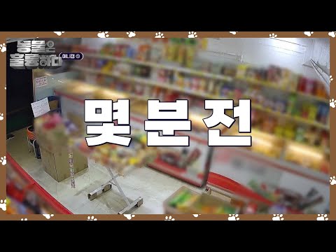 무인점포에 남겨진 강아지, 매년 유기되는 반려동물만 11만 마리! [동물은 훌륭하다] | KBS 240928 방송