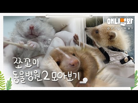 귀여운 쪼꼬미들과 한 시간의 행방불명 ?쪼꼬미 동물병원2? 1~12화 모아보기ㅣBinge-Watch On Animal Hospital For Tiny Animals 2