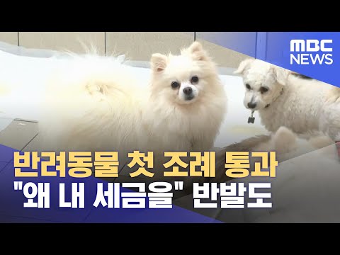 반려동물 첫 조례 통과.. "왜 내 세금을" 반발도 (2024.06.13/뉴스데스크/MBC충북)