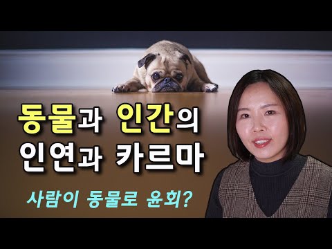 동물과 인간 사이의 카르마, 반려동물의 전생 인연, 사람이 동물로 윤회하는가?