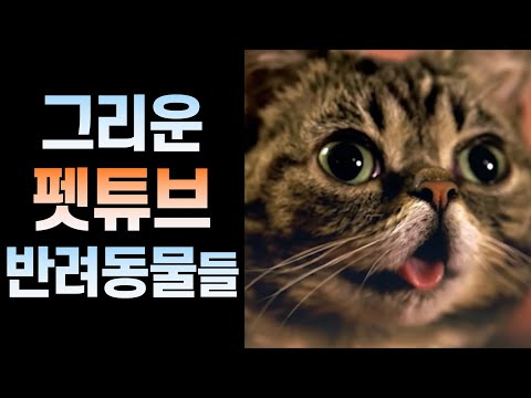 이젠 볼 수 없는 유명 펫튜브 반려동물들