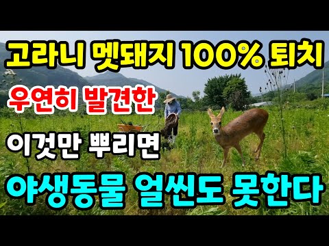 고라니 멧돼지 다니는곳에 이것만 뿌리면 얼씬도 못합니다 야생동물 100%퇴치 고라니가 싫어하는것 멧돼지도 꼼짝못하는방법#주말농장#텃밭#시골#귀농#정원#건강#힐링#전원주택