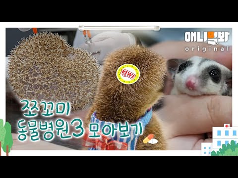 쪼꼬미 러버들을 위한 한 시간 쪼동순삭 ?쪼꼬미 동물병원3? 1~20화 모아보기ㅣBinge-Watch On Animal Hospital For Tiny Animals 3