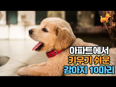 곧 강아지 키울 예정이시라면 주목해주세요! 아파트에서 키우기 쉬운 강아지 10마리!