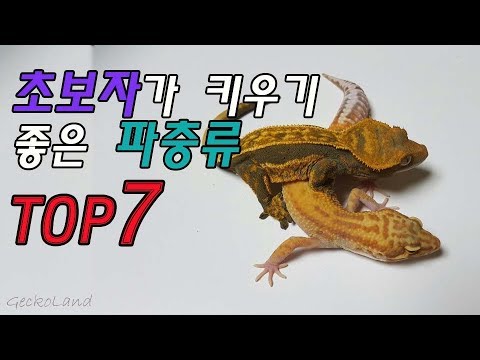 초보자가 키우기좋은 파충류 TOP7 (키우는 생물기준 주관적생각)