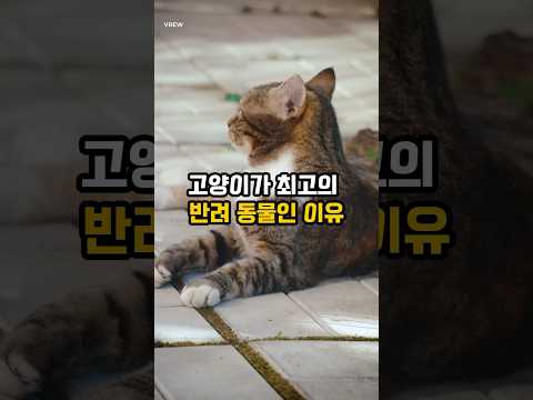 고양이가 최고의 반려동물인 이유