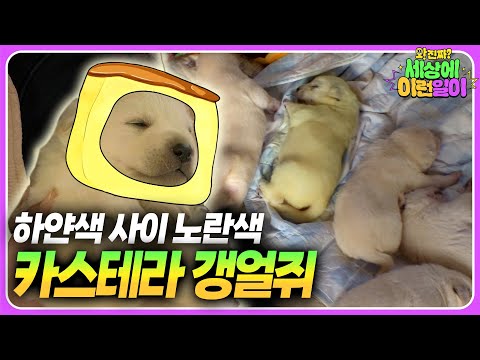 귀여운 게 최고?반려동물 자랑대회┃와!진짜? 세상에 이런일이┃Being Cute is the best ? Pet Bragging Contest