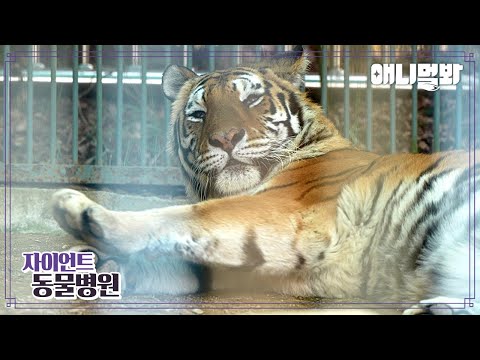 [자이언트동물병원] 내원 환자 : 시베리아 호랑이 aka. 백두산 호랑이 이호님ㅣToday's Patient: Siberian Tiger Lee Ho