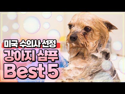 좋은 강아지 샴프를 고르는 방법. 수의사 추천 강아지 샴프 BEST 5.