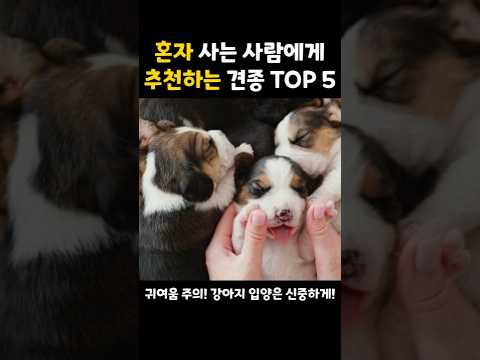 혼자 사는 분들에게 추천하는 견종 TOP 5가지 #강아지 #반려동물 #반려견 #반려인