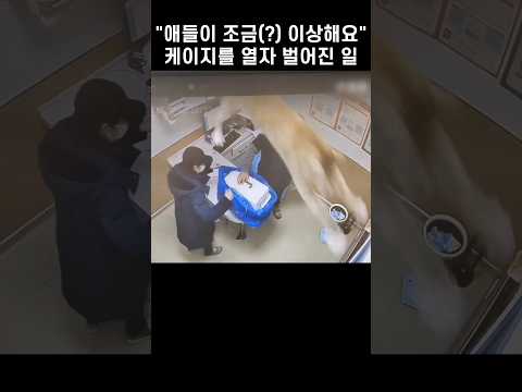 "막 날아다녀..." 중국 동물병원에서 촬영된, 진료가 불가능한 냥냥이들