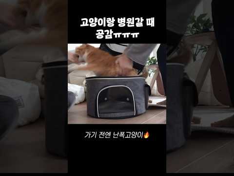 고양이랑 동물병원 갈 때 공감ㅠㅠ